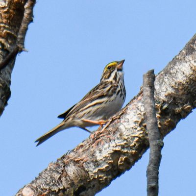 Savannah Sparrow