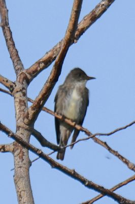 Ollive-sided Flycatcher