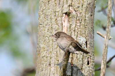 House Wren