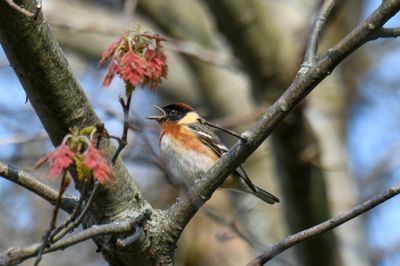 Bay-breasted Warbler