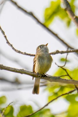 Least Flycatcher