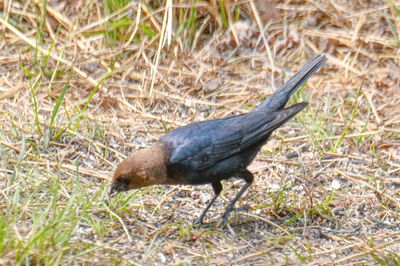 Brown-headed Cowbird