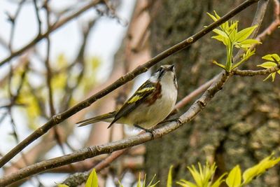 Chestnut-sided Warbler