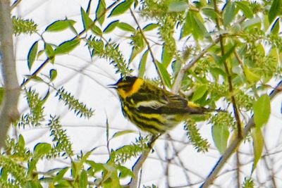 Cape May Warbler