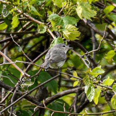 Warbling Vireo