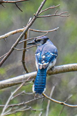 Blue Jay