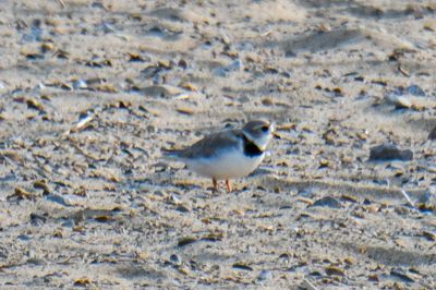 Piping Plover