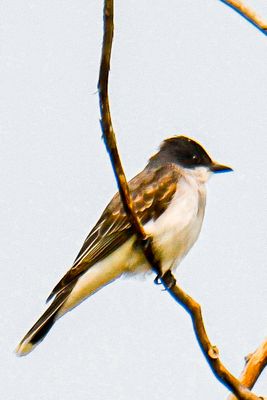 Eastern Kingbird