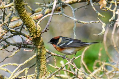 Bay-breasted Warbler