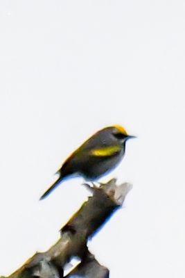 Golden-winged Warbler