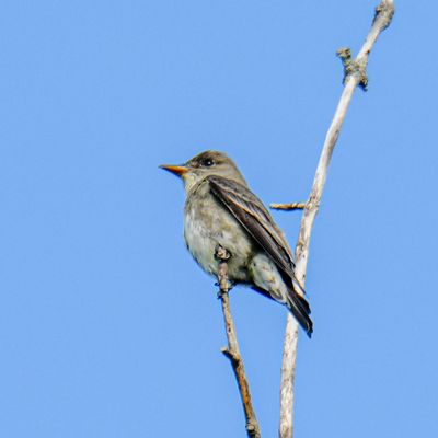 Olive-sided Flycatcher