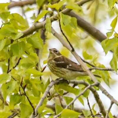 Rose-breasted Grosbeak