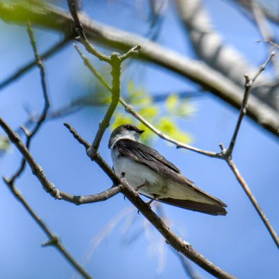 Tree Swallow