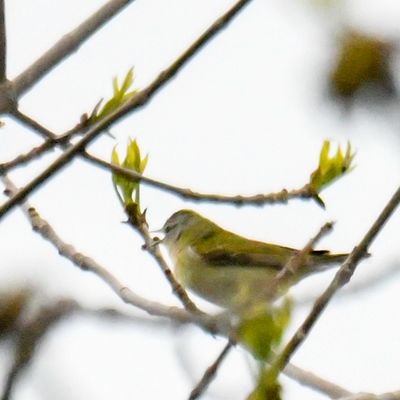 Tennessee Warbler