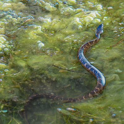 Northern Watersnake