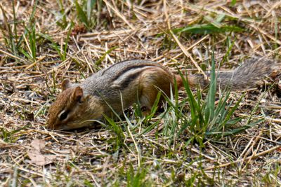 Eastern Chipmunk