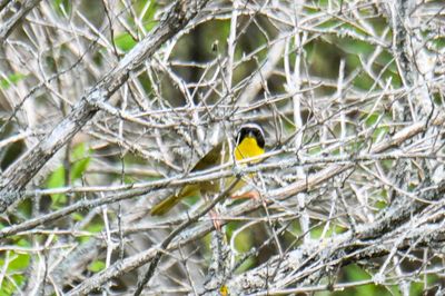 Common Yellowthroat