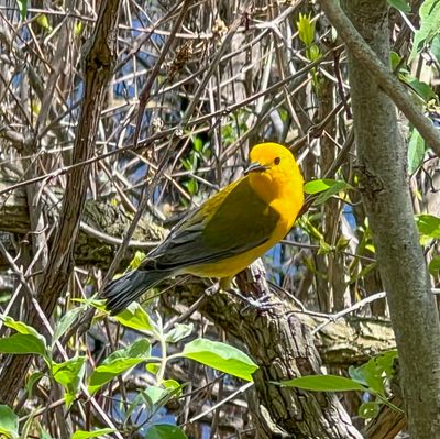 Prothonotary Warbler