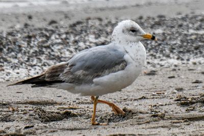 Ring-billed Gull