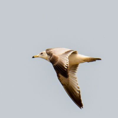 Ring-billed Gull