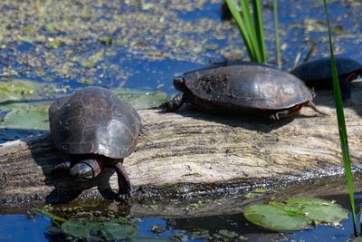 Painted Turtle