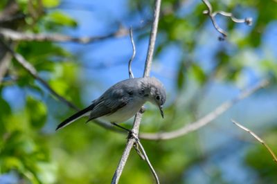 Blue-gray Gnatcatcher