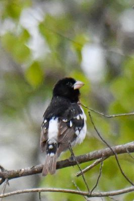Rose-breasted Grosbeak