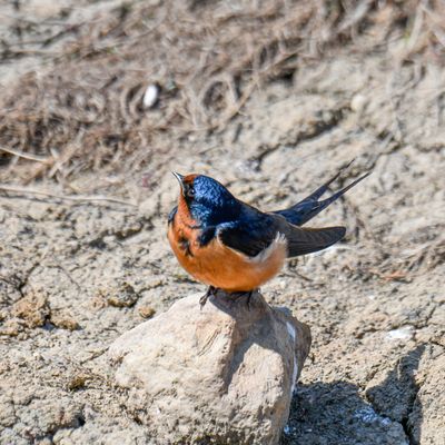 Barn Swallow