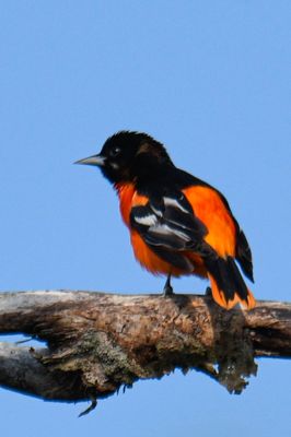 Baltimore Oriole