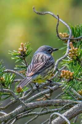 Kirtland's Warbler
