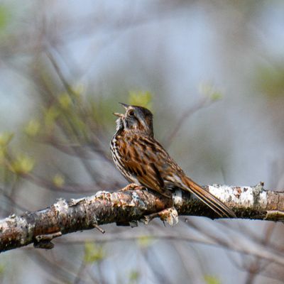 Song Sparrow