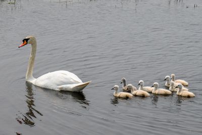 Mute Swan
