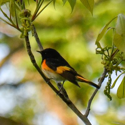 American Redstart