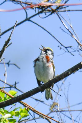Chestnut-sided Warbler