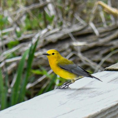 Prothonotary Warbler