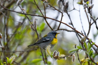 Northern Parula