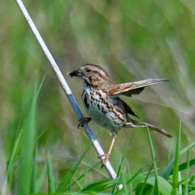 Song Sparrow