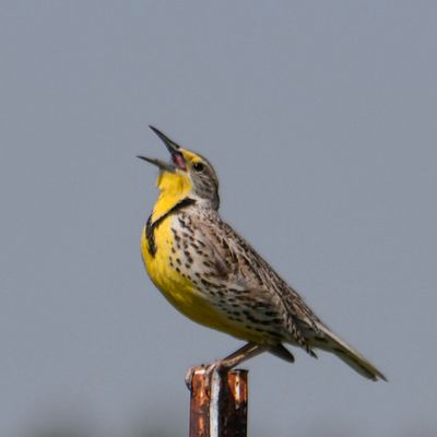 Western Meadowlark