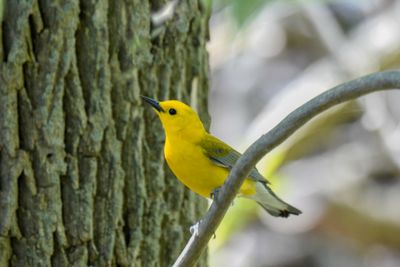 Prothonotary Warbler