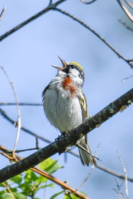 Chestnut-sided Warbler