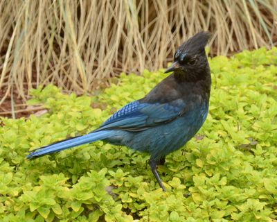 Steller's Jay