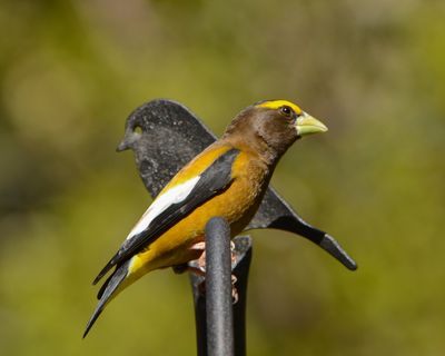 Evening Grosbeak