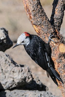 White-headed Woodpecker