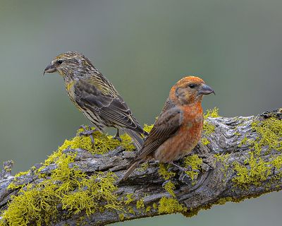 Red Crossbills