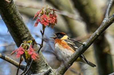 Bay-breasted Warbler