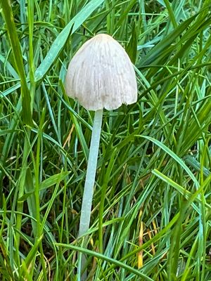 Conocybe apala