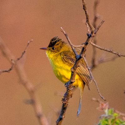 African Yellow-Warbler