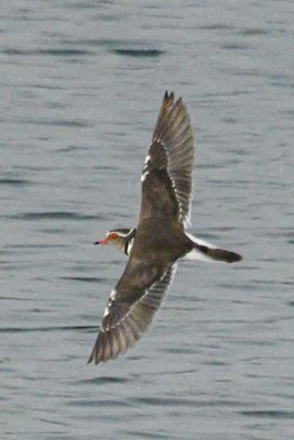 African Three-banded Plover