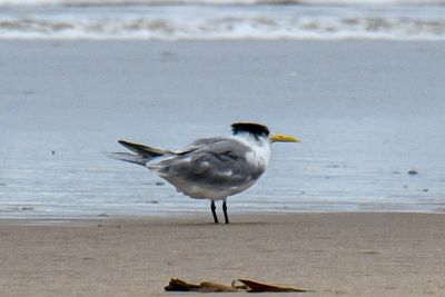 Great Crested Tern