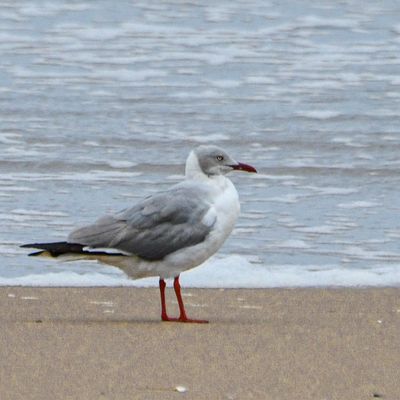 Grey-hooded Gull